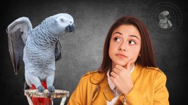 Learning to Read Your African Grey's Behavior.jpg
