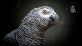Skin and Feather Care for African Greys.jpg