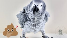African Grey Parrot Watery Poop.jpg