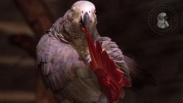 Skin and Feather Care for African Grey Parrots.jpg