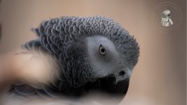 Mental Health and the African Grey Parrot.jpg