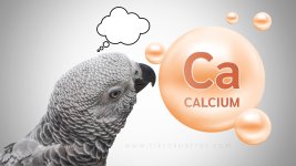 The Importance of Calcium in Our African Greys’ Diets.jpg