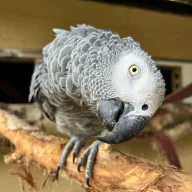 africangrey